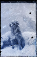 MHGS Salmon_S02.jpg