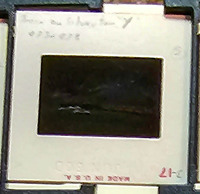 MHGS_Cotton_1161_slide.jpg