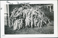 MHGS_Basore_Smith_AlbB_19a.jpg