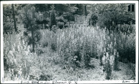 MHGS_Basore_Smith_AlbB_18a.jpg