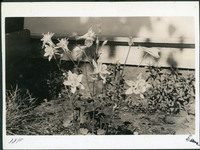 MHGS_Basore_Smith_AlbB_18c.jpg