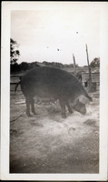 MHGS_Walton_Goldsmith_Al2_29c.jpg