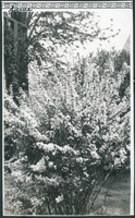 MHGS_Basore_Smith_AlbB_18d.jpg