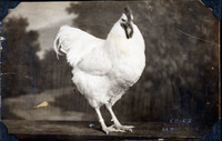 MHGS_Walton_Goldsmith_Al2_01a.jpg