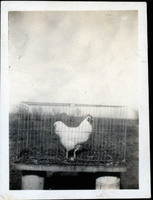 MHGS_Walton_Goldsmith_Al2_03b.jpg