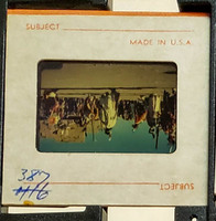 MHGS_Cotton_0865_slide.jpg