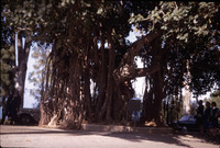 MHGS_Leach_1078.jpg