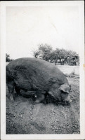 MHGS_Walton_Goldsmith_Al2_29b.jpg