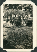 MHGS_McCaslin_A13b.jpg