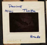 MHGS_Leach_0983_slide.jpg